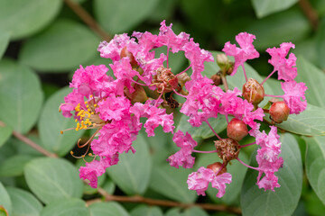 エレガントなサルスベリ