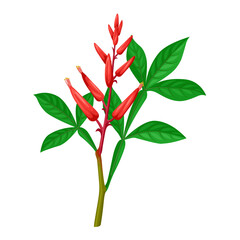 Vector illustration of Quassia amara, also known as amargo, bitter ash, bitter wood, or hombre grande, isolated on white background.