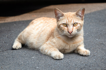 Ginger tabby cat lying on the asphalt