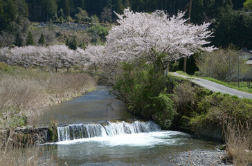春の京都大原　高野川　京都市左京区