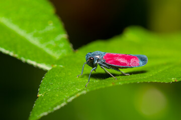 Cigarrinha Cardioscarta (Cardioscarta flavifrons)
