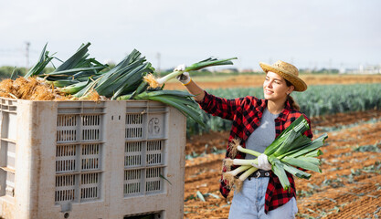 Smiling young girl in red plaid shirt and wicker hat working on farm field while harvesting vegetables, putting freshly picked leeks in large plastic container © JackF