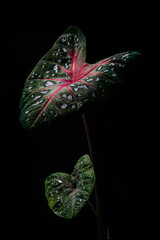 Caladium
