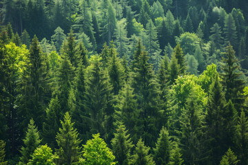 Healthy green trees in a forest of old spruce, fir and pine