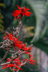 Mulungu