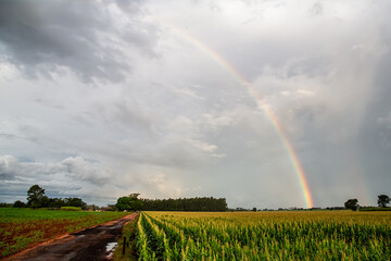 rainbow over field