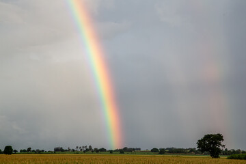 rainbow in the field