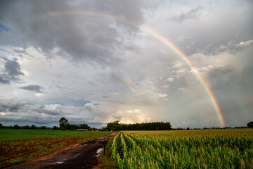 rainbow over field