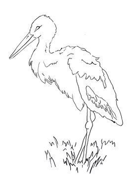 recommend clip art: stork bird drawing with line illustration