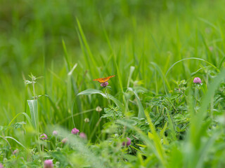 花の蜜を吸うツマグロヒョウモンの雄