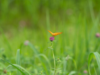 花の蜜を吸うツマグロヒョウモンの雄