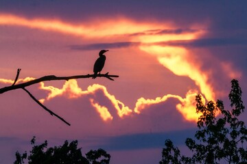 Obraz premium sunset silhouette with cormorant perched on a branch