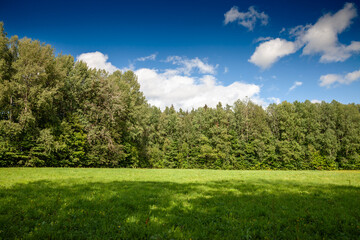 Panorama of Scenic Clearing in a Latvian Forest on a Summer Day in latvia, in a typical baltic nature landscape with a blue sky.