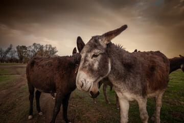 Selective blur on Donkeys Standing in a Pasture in Vojvodina, Serbia, Zasavica, at dusk. Equus Asinus, or domestic donkey, is a cattle farm animal. Donkeys standing and staring in Zasavica, Serbia.