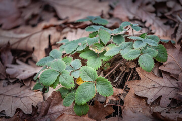 Selective blur on the plant of Wild Strawberry with their Leaves in early (Fragaria vesca). Wild strawberry is a european perennial plant.
