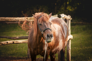 Selective blur on a Horse in Pasture in Serbian Countryside shaking his head in a traditional rural farm landscape. Equidae are a symbol of countryside animals.