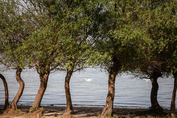 A swan glides on the Danube River in Serbia. This serene image captures the beauty of the natural environment, emphasizing the tranquility of the river and the elegance of the swan.