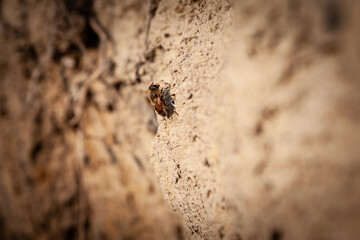 Selective blur on a Close-up of a bee on the ground. The detailed macro shot captures the intricate features of the insect, highlighting its role in the ecosystem and the natural beauty of wildlife.