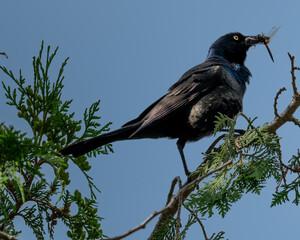 Common Grackle eating a dragonfly perched on a branch