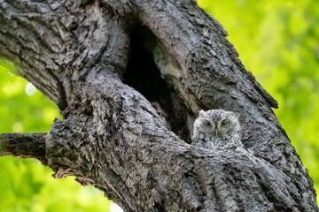 Fototapeta premium Eastern grey screech owl in cavity of a tree