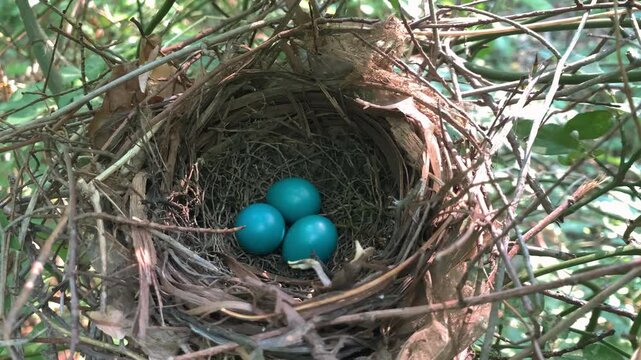 A gray catbird nest among the forest thickets