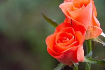 トロピカルアマゾン