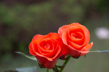 トロピカルアマゾン