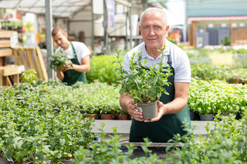 Mature male employee of garden shopping center inspects product, pot with mint. Department with potted plants, employee with flower pot in hands, is preparing to advise clients