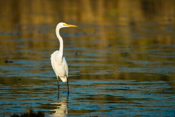 Great Egret Wading in New Jersey Meadowlands