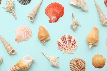 Many different sea shells on blue background