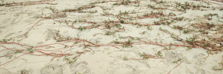 Naklejka premium Sand beach sea river water stone rock cement sidewalk street road path nature vegetation undergrowth texture footprints repetition frequency pattern landscape foliage palm tree forest leaf sky