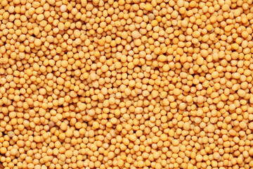 Texture of mustard seeds as background