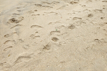 Sand beach sea river water stone rock cement sidewalk street road path nature vegetation undergrowth texture footprints repetition frequency pattern landscape foliage palm tree forest leaf sky