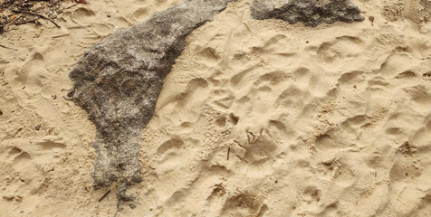 Sand beach sea river water stone rock cement sidewalk street road path nature vegetation undergrowth texture footprints repetition frequency pattern landscape foliage palm tree forest leaf sky