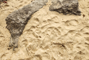 Sand beach sea river water stone rock cement sidewalk street road path nature vegetation undergrowth texture footprints repetition frequency pattern landscape foliage palm tree forest leaf sky