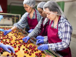 Portrait of vigorous female employees in uniform sorting fresh ripe cherry on producing grading line