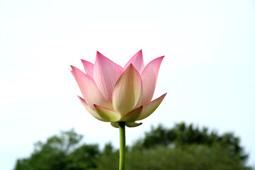 開きかけている蓮の花