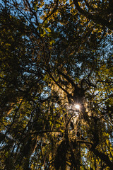 Raios de sol entre árvores