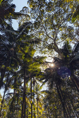Raios de sol entre árvores