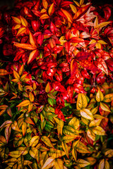 Fototapeta premium 紅葉したナンテンの葉 