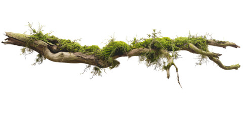 Green moss-covered single broken tree branch isolated in a transparent background. Cut out or PNG.