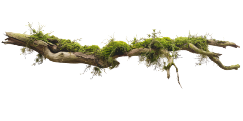Green moss-covered single broken tree branch isolated in a transparent background. Cut out or PNG.