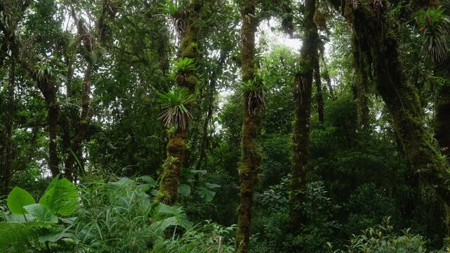 Helechos y arboles llenos de musgo y vegetaci&oacute;n en un dia nublado con lluvia en el bosque tropical nuboso en las monta&ntilde;as de Costa Rica