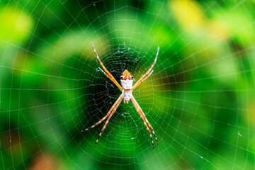 Detail of a spider on the web waiting for prey