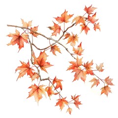 Fototapeta premium autumn leaves isolated on white