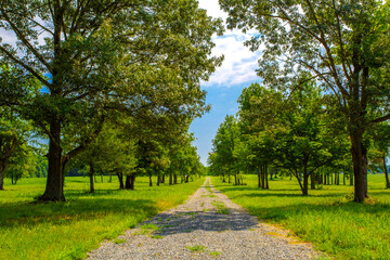 Gravel Path Lined With Tall Trees, Leading Into The Distance Under Clear Sky