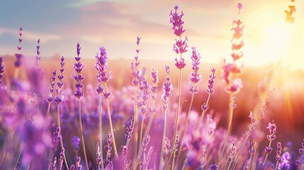 Lavender Field at Sunset