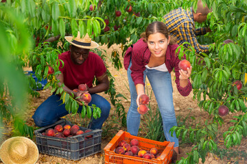 Obraz premium Woman farmer picks ripe peaches in the garden. Harvesting peaches in the orchard