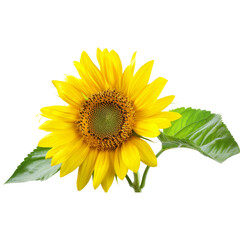 Obraz premium sunflower icon png transparent