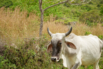 White or light gray Brahman cow walking in the field, with pasture vegetation in the background. Composition with copy space.